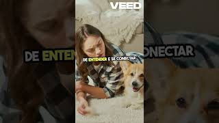 Como Treinar Seu Cão Em Casa