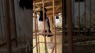 Download Lagu Jalak suren paseh bawain isian cucak ijo MP3