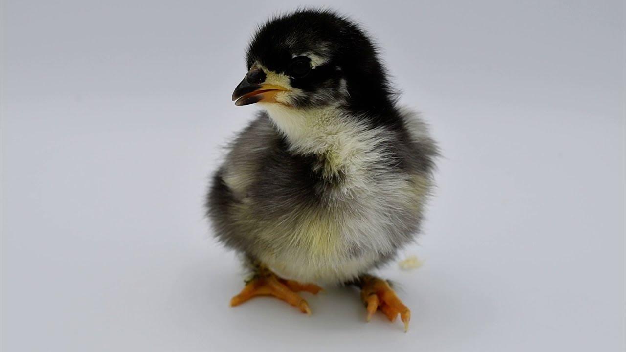 Little Baby Dominant Copper Chicken YouTube