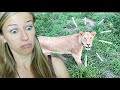 Safari in Südafrika Quiz