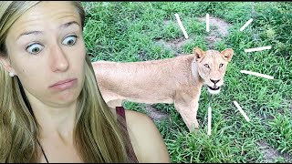 Safari Teil 1: Ein Löwe läuft an uns vorbei!