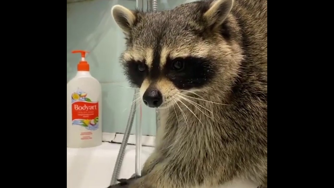 Raccoon wash hands - YouTube