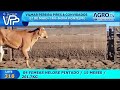 318 04 FEMEAS NELORE PINT 261K