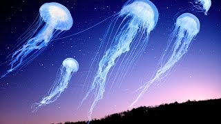 Shpongle - How The Jellyfish Jumped Up The Mountain Music Video