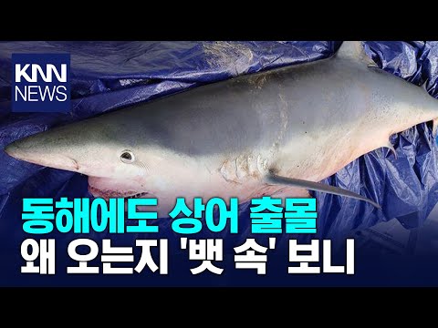 동해에도 상어 출몰‥ / KNN