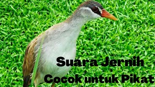 Suara asli \u0026 Jernih burung  tikusan alis putih, Daya Pikatnya Mantap (Sanie)