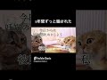 5年間ずっと騙された#猫ミーム