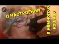 О настроении и немного о кошках😻😻😻