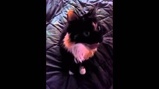 Sharing Pizza W Scout