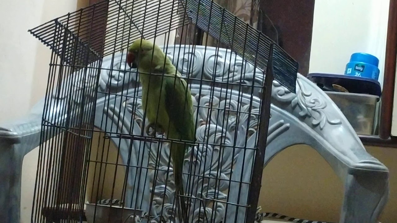 Talking Indian Parrot In Hindi And Punjabi Language YouTube