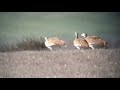 Great Bustards/Piocs Salvatges/Avutardas at Monegros (Aragón, Spain) (by E. Badosa)