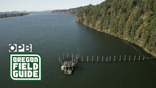 Banned fish trap could help save Columbia River's wild salmon | Oregon Field Guide