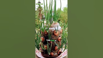 Growing Onions with a plastic bottle.