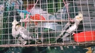 Atiel Birds Pair Birds Raja-Rani Local Market