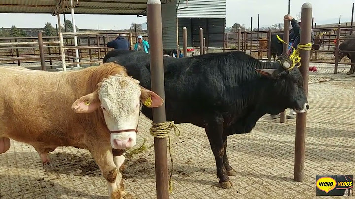 THESE BULLS AND COWS ARE INCREDIBLE, CATTLE MARKING ON THE SAN BERNABE BRIDGE.