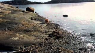 Basset fauve at Unda