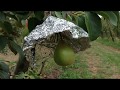 Understanding colour development in red Blush pears
