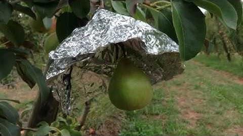 Understanding colour development in red Blush pears