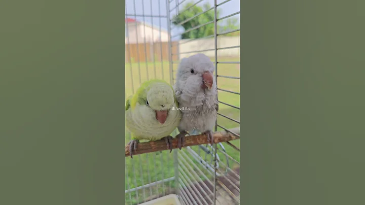 birds just wanna have fun 🐦❤️🐦 #liliandlilo #pets #shorts #viral #trending #talkingparot #fyp #cute