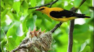 The song of the Eurasian Golden Oriole  - Bird Sounds | 10 Hours