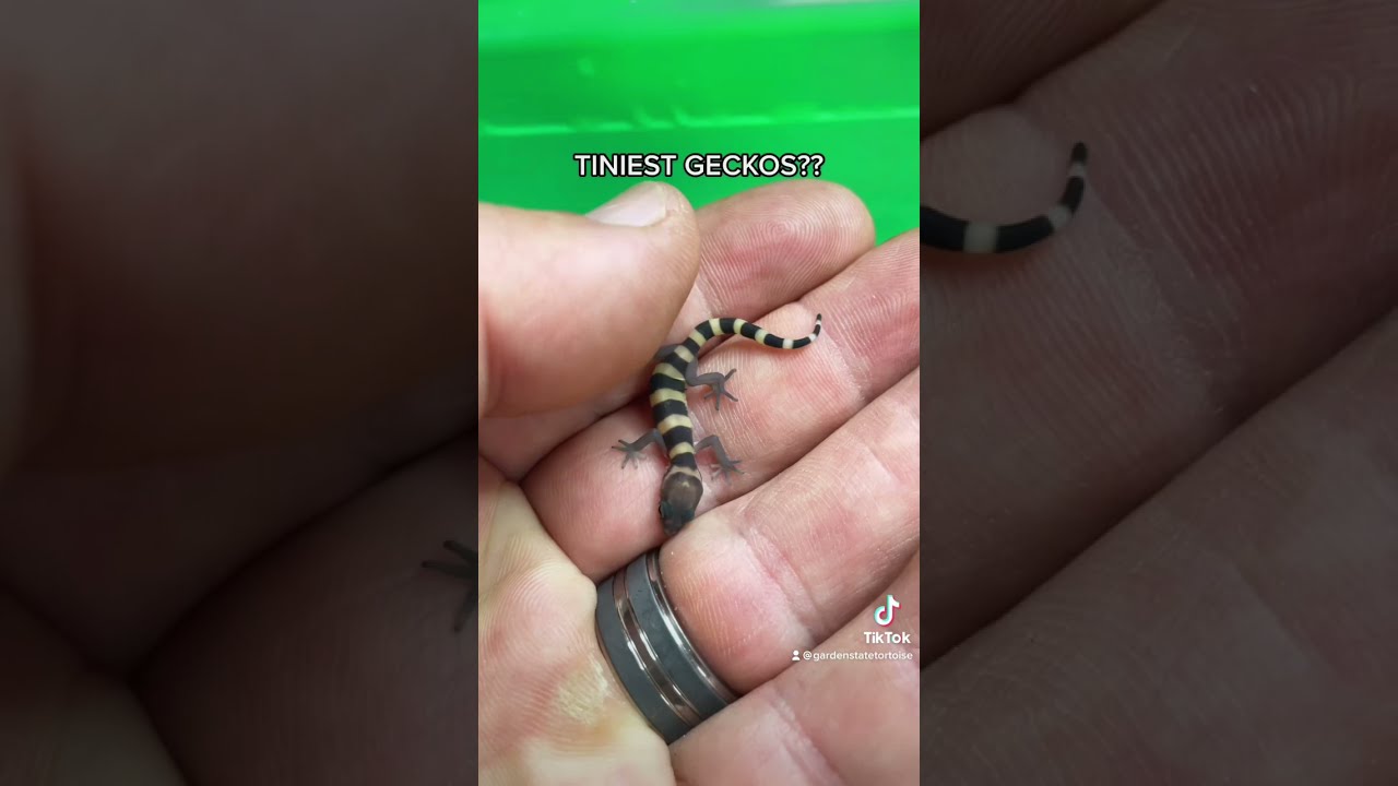 Tiny Geckos! 🦎😍 