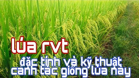 Giống lúa rvt - Đặc tính và kỹ thuật canh tác hiệu quả nhất | lê chung vlog