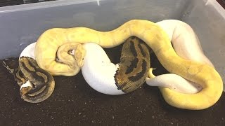 2017 Ball Python Season Update