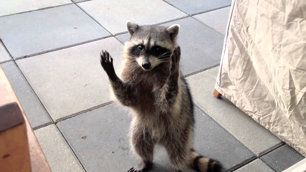 Raccoon Trick - Clapping (Boyd) - YouTube