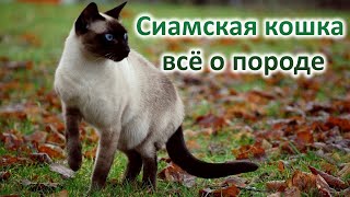 Сиамская кошка: Всё о породе. Плюсы и минусы.