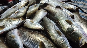 thuốc cá vuông tôm toàn cá khủng