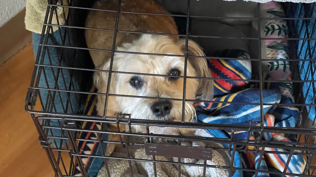 Tuffy has Slipped Disc. Or Pinched Nerve YouTube