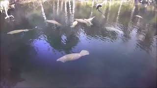 Manatee Adoptee Deep Dent at Blue Spring