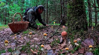 ЭТО КАКОЙ-ТО ГРАД ИЗ ПОДОСИНОВИКОВ! МНОГО ГРИБОВ В МОЛОДОМ ЕЛЬНИКЕ | ГРИБНИК ПОПАЛ В ГРИБНОЙ РАЙ!