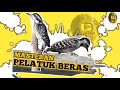 Masteran Burung Kicau Burung Pelatuk Beras Terapy Gemercik Air Mp3 - Mp4 Download