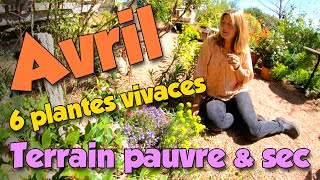 6 plantes vivaces, bordure et couvre-sol, terrain pauvre & sec