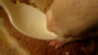 Angel drinking baby formula from a spoon by angelpaws6 101 views 13 years ago 1 minute, 6 seconds