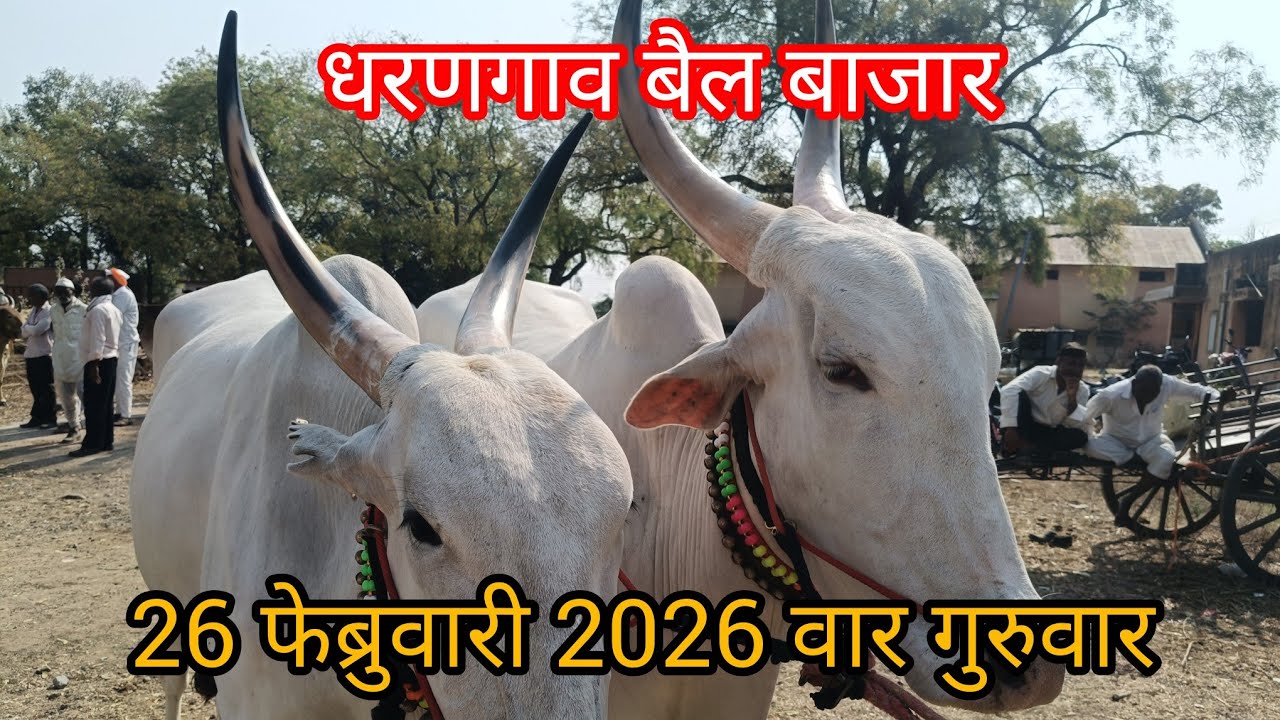 बैल बाजाराचे भाव वाढले, 26 फेब्रुवारी 2026 वार गुरुवार धरणगाव बैल बाजार#धरणगाव बैलबाजार 🐂🐂