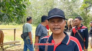 Sapi MurahPasar Sapi Rimbo Bujang Stok Full Ayo Belanja Ternak Sapi Jambi Kedung Berkah Tebo