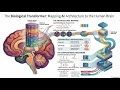 The Cortical Transformer: A Laminar Mapping of Cognitive Computation