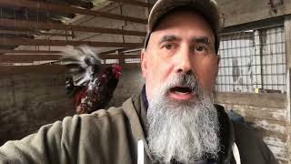 Jubilee Orpington Overview - Cedar Hill Marans Jubilee Rooster