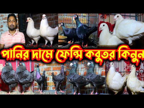 পানির দামে ফেন্সি কবুতর কিনুন এনামুল ভাইয়ের খামারের কবুতর Low price pigeons sell in Bangladesh