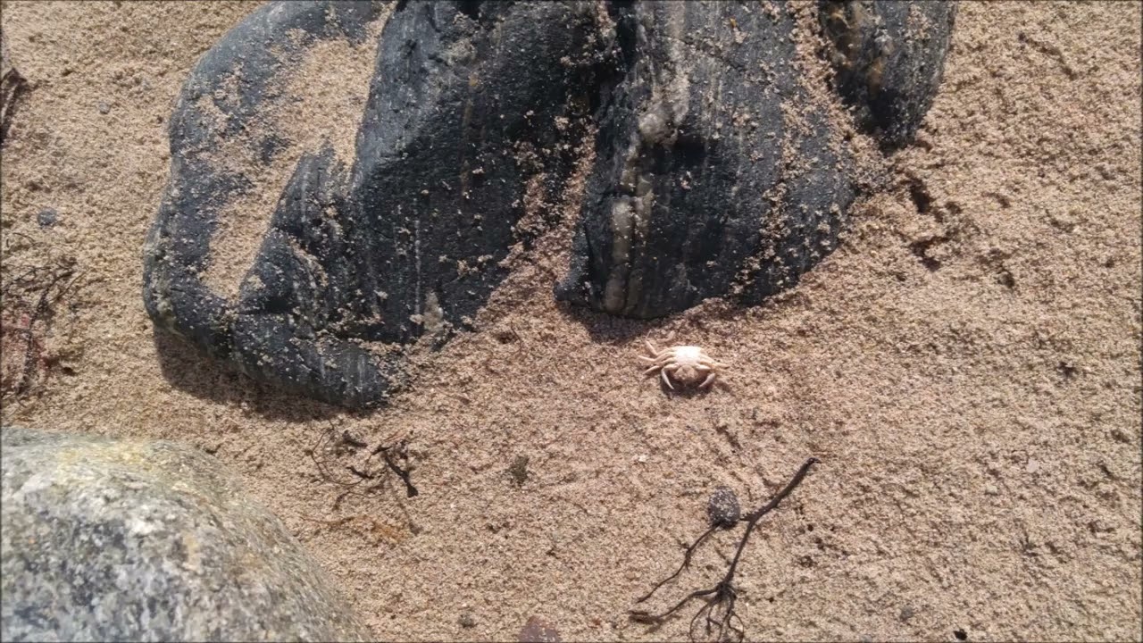 More Photos Around St  Helen's Bay Golf Club and the beach near it Co Wexford Ireland