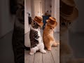 🐱💃 Nobody Taught These Cats to Dance… But LOOK! 😱 #shorts #cats #funny