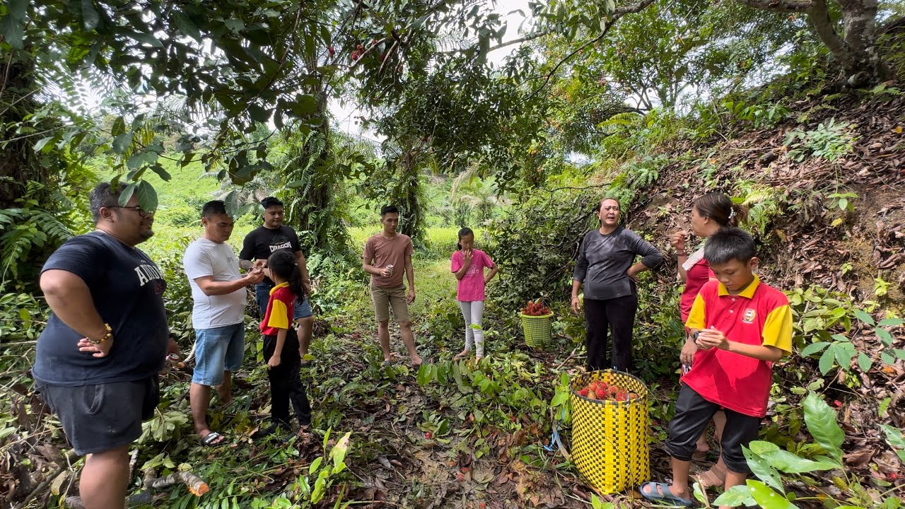 Petik Buah Rambutan Di Kebun Akik Rich // Sempat Ronda Kawasan Kampung Nanga Tada…///