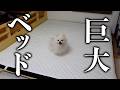 愛犬と力を合わせて巨大ベッドを作ります