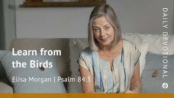 Learn from the Birds | Psalm 84:3 | Our Daily Bread Video Devotional