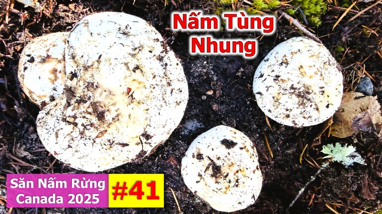 Bội Thu Nấm Tùng Nhung Gặp Toàn Ổ Nấm Siêu To Hái Mê Mệt 🇨🇦2215》Matsutake | Pine Mushrooms