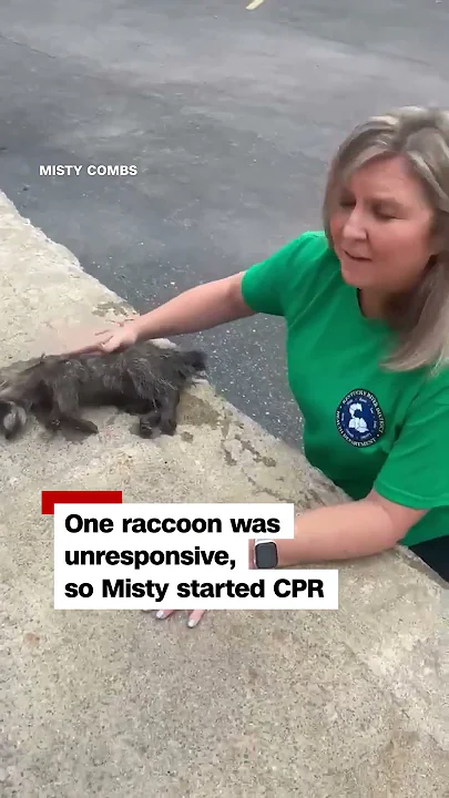 Nurse gives lifesaving CPR to drunk raccoon