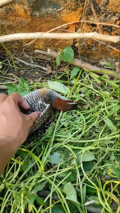 shoot the chickens part 1 #101