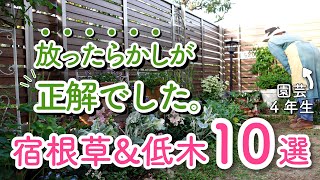 初心者の庭で生き残った放ったらかしOKの宿根草低木10選ガーデンツアー2024半日陰の庭有機栽培小さな庭のガーデニング